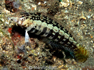 Small about three inch Speckled  Sandperch. by Marylin Batt 